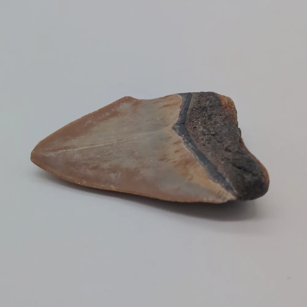 Real Otodus Megalodon Fossilized Shark Tooth 3 In Beautiful Colors
